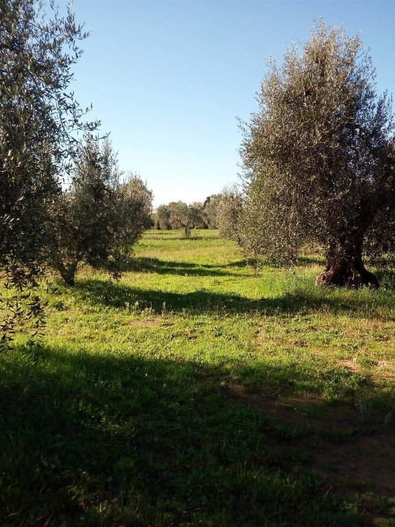 terreno agricolo in vendita a Castagneto Carducci in zona Donoratico