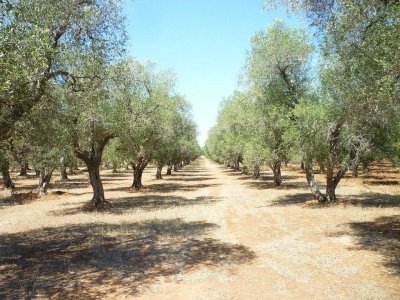 terreno agricolo in vendita a Castagneto Carducci in zona Donoratico