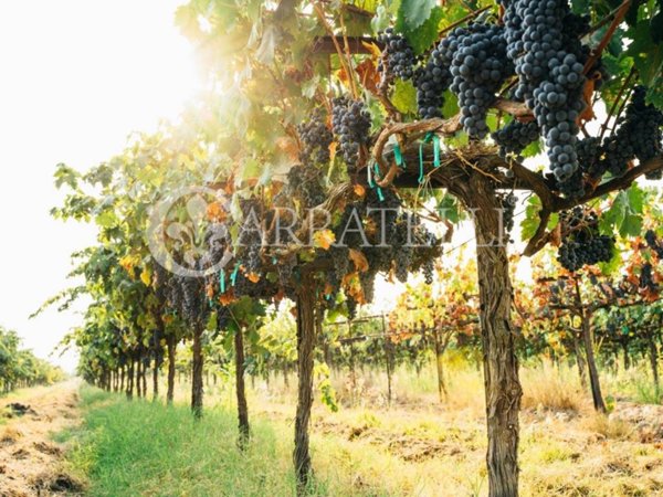negozio in vendita a Castagneto Carducci in zona Bolgheri
