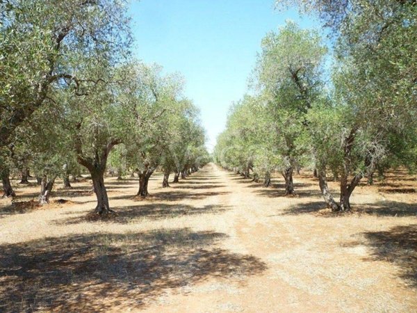 terreno agricolo in vendita a Castagneto Carducci