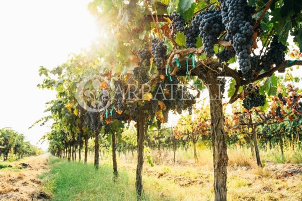 azienda agricola in vendita a Castagneto Carducci in zona Bolgheri