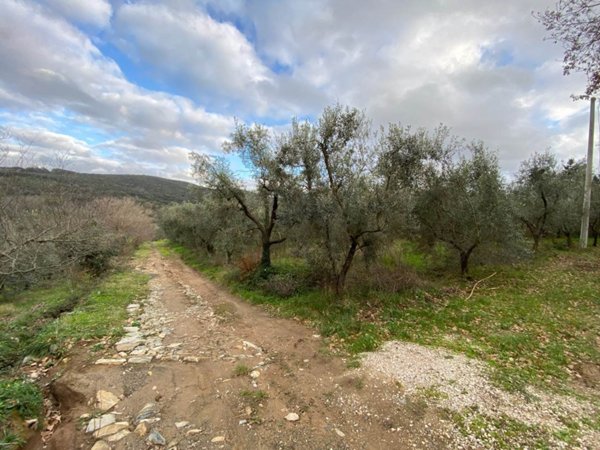 terreno agricolo in vendita a Castagneto Carducci