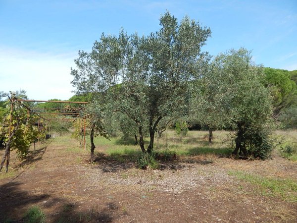 casa indipendente in vendita a Castagneto Carducci in zona Donoratico