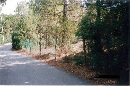 terreno agricolo a Castagneto Carducci in zona Marina di Castagneto Carducci