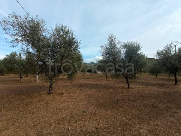 terreno agricolo in vendita a Castagneto Carducci in zona Donoratico