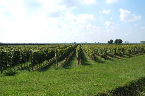 azienda agricola in vendita a Castagneto Carducci in zona Bolgheri