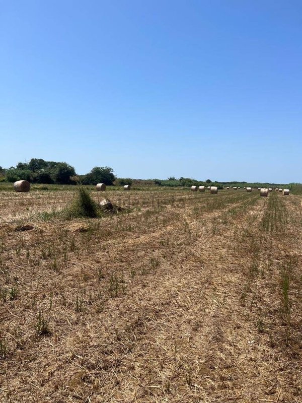 terreno agricolo in vendita a Castagneto Carducci