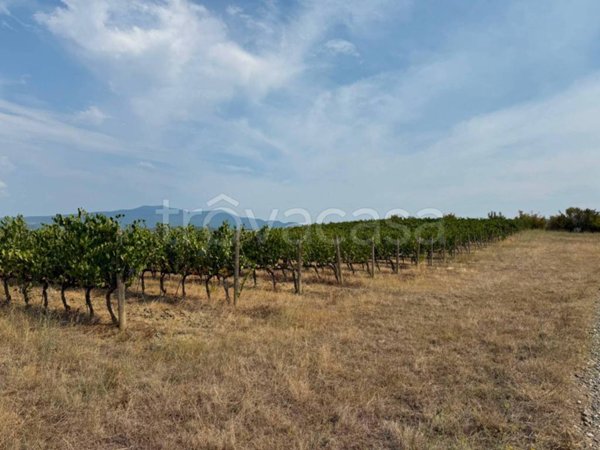 terreno agricolo in vendita a Castagneto Carducci in zona Bolgheri