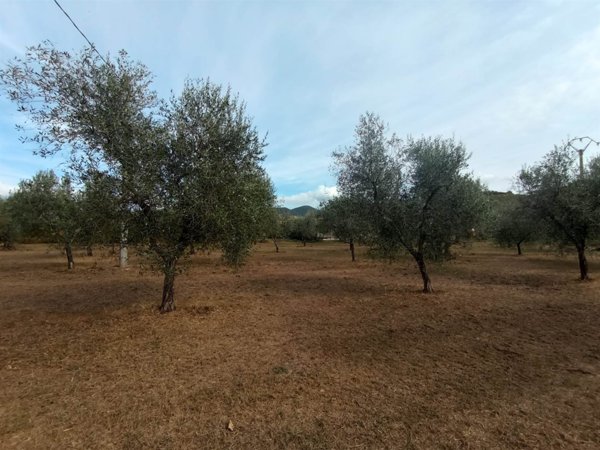 terreno agricolo in vendita a Castagneto Carducci in zona Donoratico