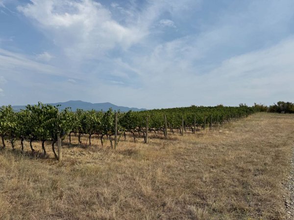 terreno agricolo in vendita a Castagneto Carducci in zona Bolgheri
