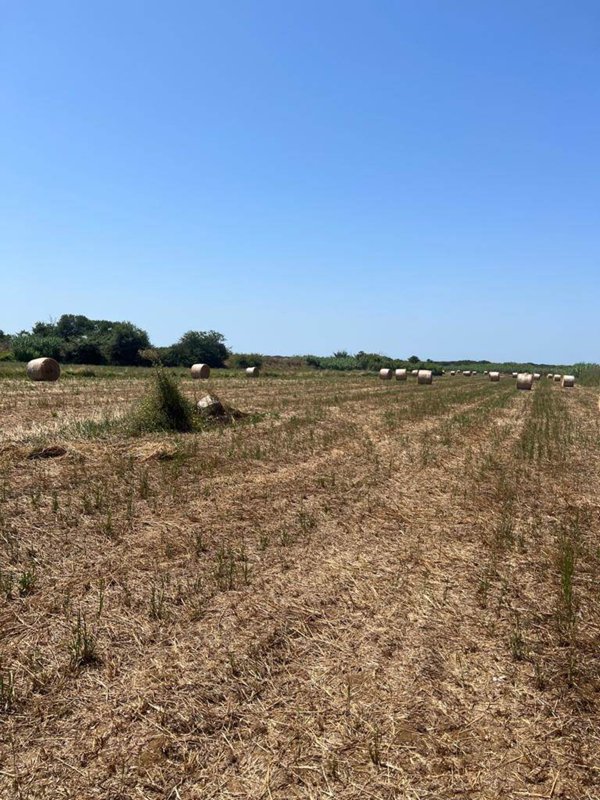 terreno agricolo in vendita a Castagneto Carducci in zona Donoratico