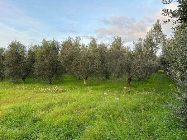 terreno agricolo in vendita a Castagneto Carducci in zona Donoratico