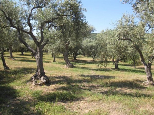 appartamento in vendita a Castagneto Carducci