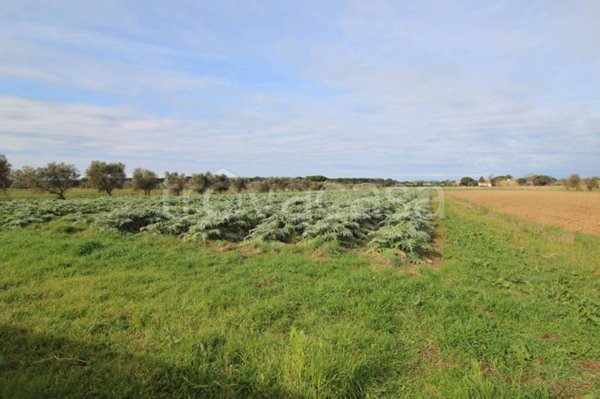 terreno agricolo in vendita a Castagneto Carducci in zona Donoratico