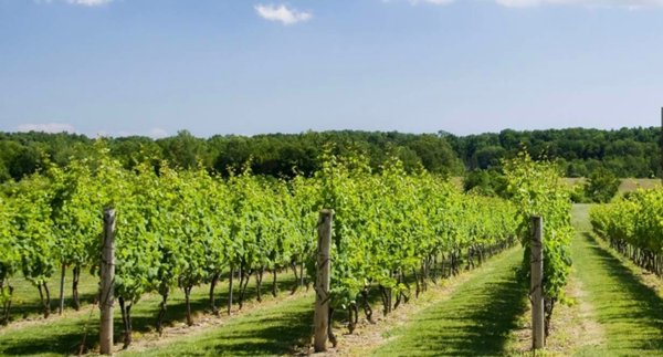 terreno agricolo in vendita a Castagneto Carducci in zona Bolgheri