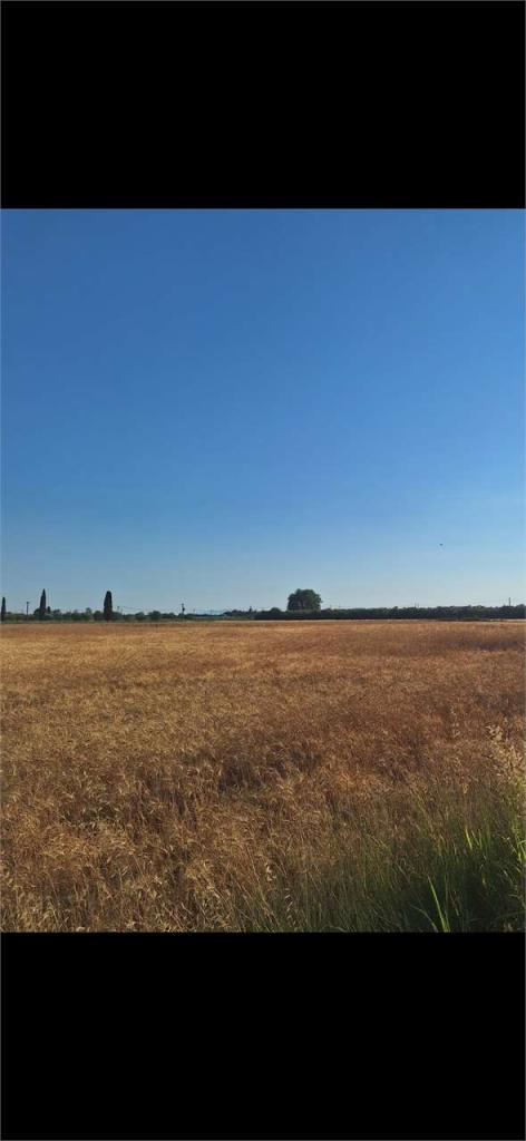 terreno agricolo in vendita a Castagneto Carducci