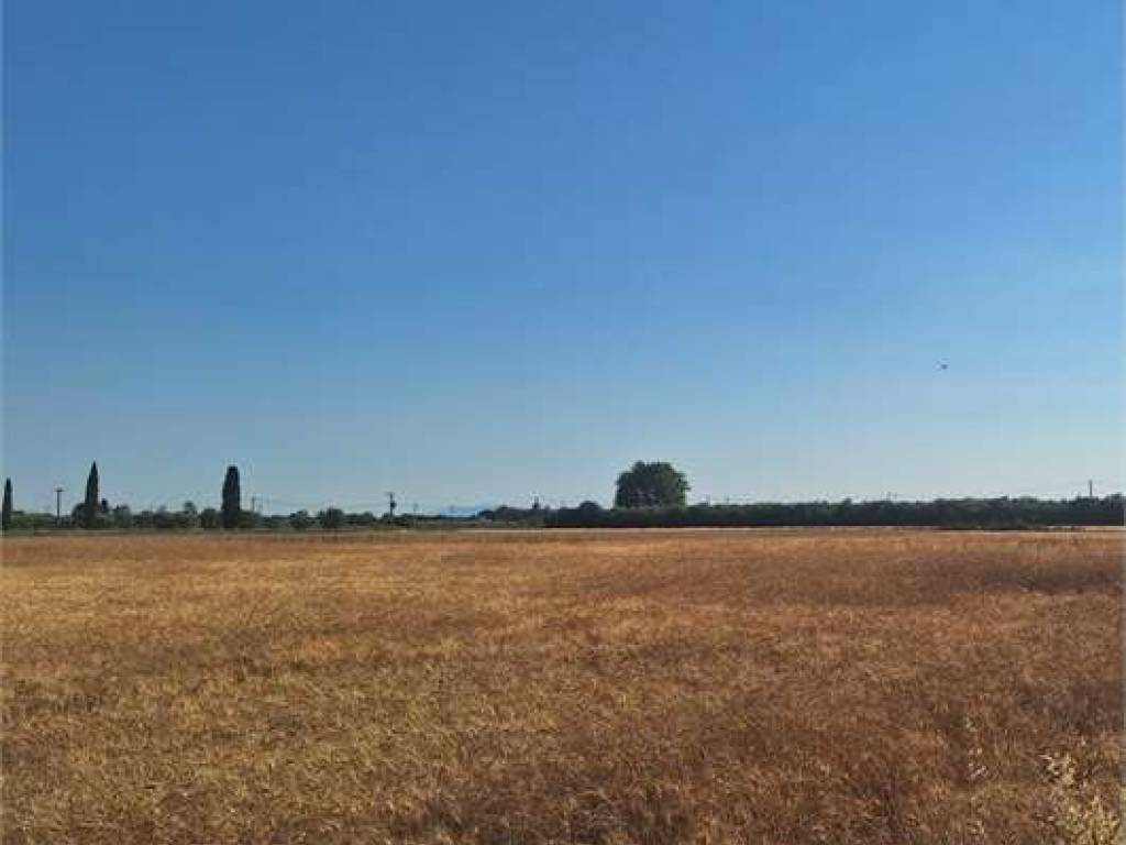 terreno agricolo in vendita a Castagneto Carducci