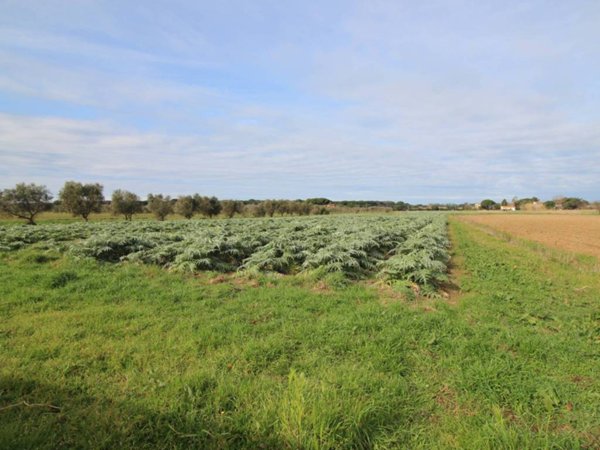 terreno agricolo a Castagneto Carducci in zona Marina di Castagneto Carducci