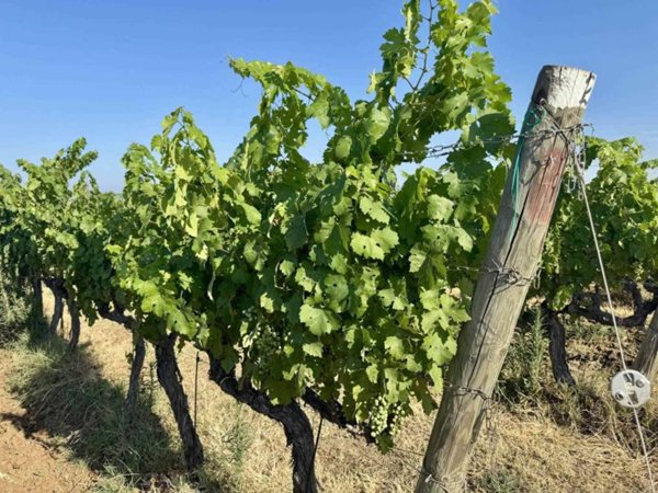 terreno agricolo in vendita a Castagneto Carducci