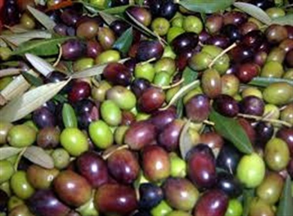 terreno agricolo in vendita a Cecina