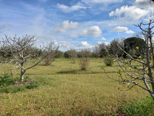 terreno agricolo in vendita a Cecina