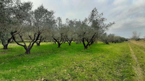 terreno agricolo in vendita a Cecina