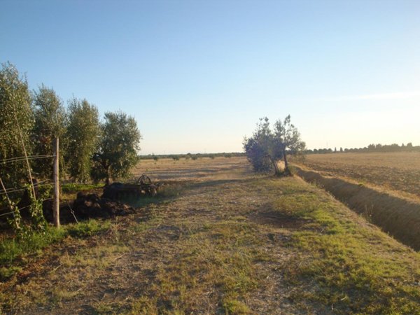 appartamento in affitto a Cecina