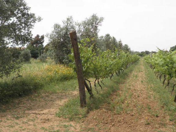 negozio in vendita a Cecina