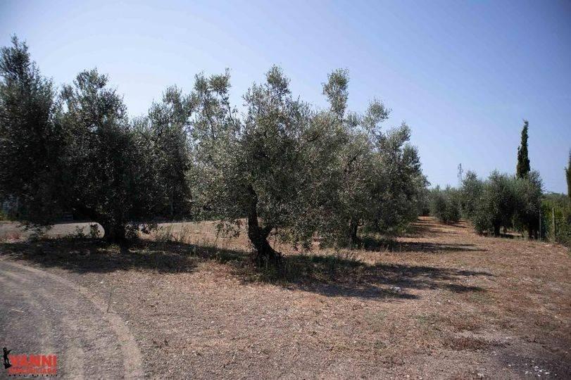 terreno edificabile in vendita a Cecina