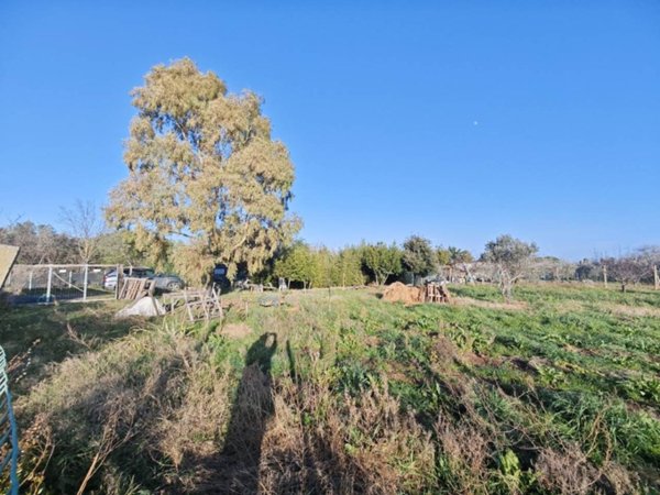terreno agricolo in vendita a Cecina