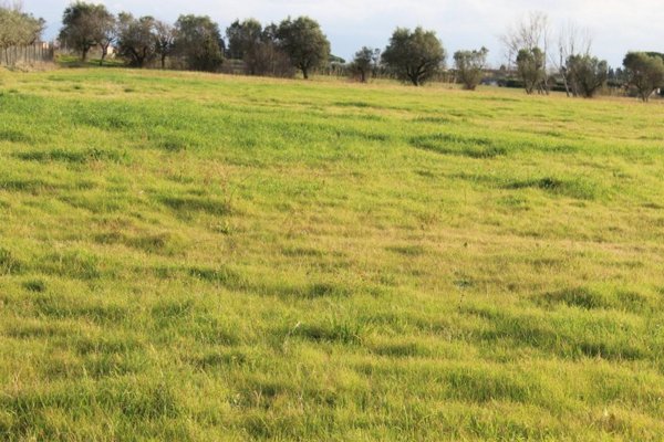 casa indipendente in vendita a Cecina