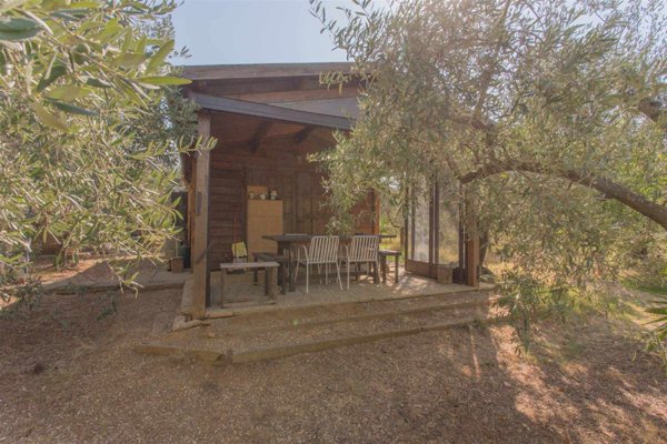 terreno agricolo in vendita a Cecina