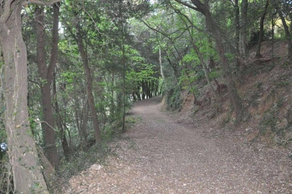 terreno agricolo in vendita a Cecina