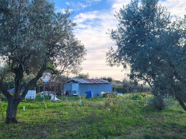terreno agricolo in vendita a Cecina