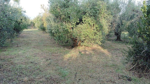 casa indipendente in vendita a Cecina