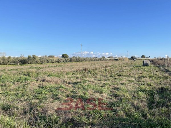 terreno agricolo in vendita a Cecina