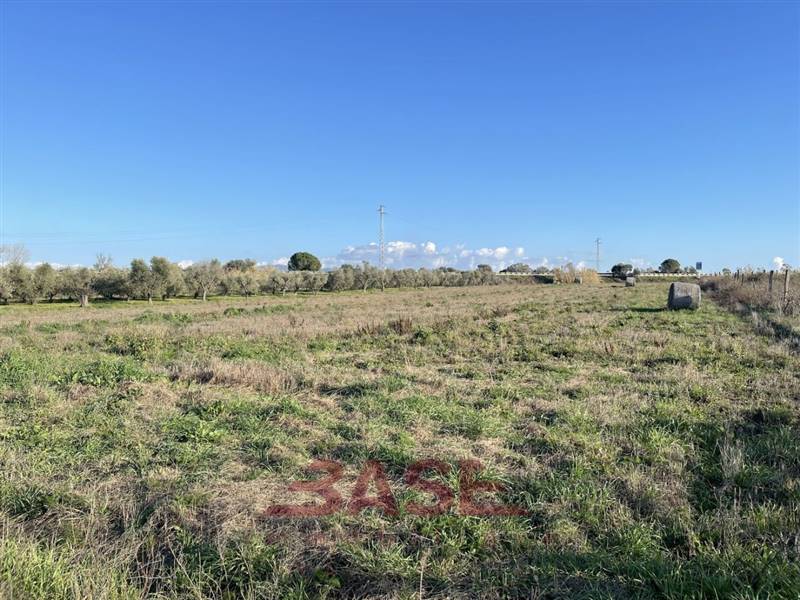 terreno agricolo in vendita a Cecina
