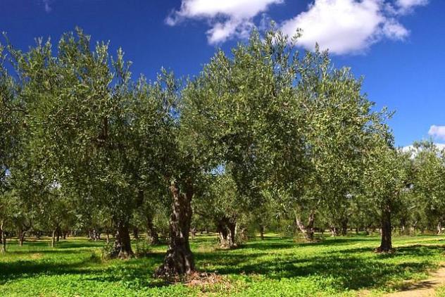 terreno agricolo in vendita a Cecina