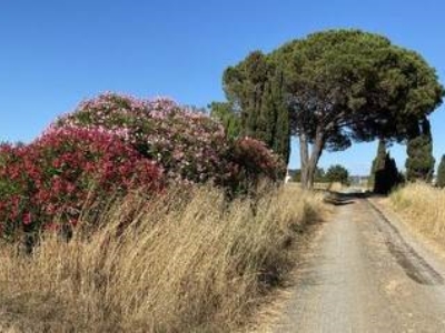 terreno agricolo in vendita a Cecina