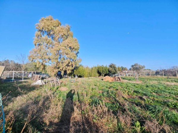 terreno agricolo in vendita a Cecina