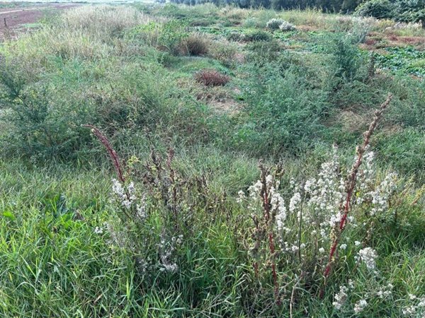terreno agricolo in vendita a Cecina