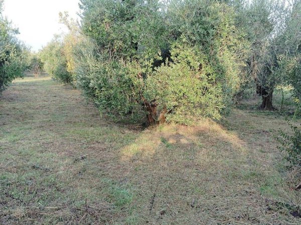 terreno agricolo in vendita a Cecina