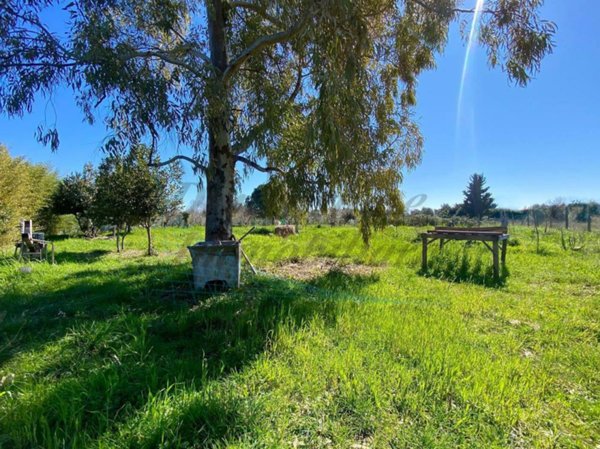 terreno agricolo in vendita a Cecina
