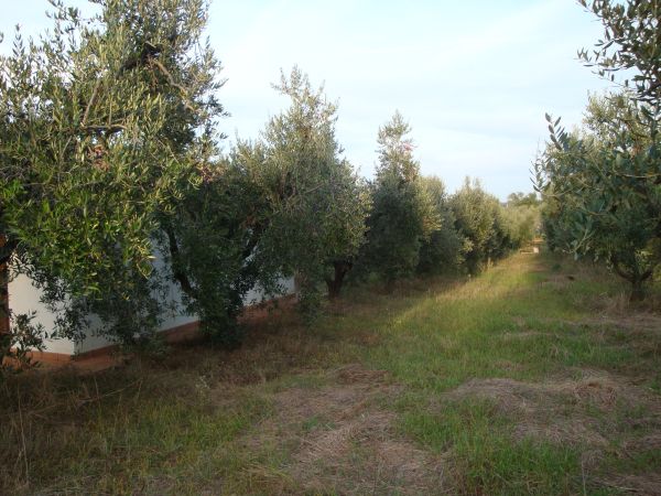 terreno agricolo in vendita a Cecina