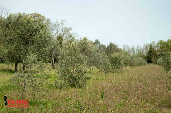terreno agricolo in vendita a Cecina