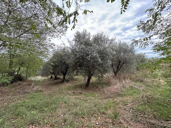 terreno agricolo in vendita a Cecina