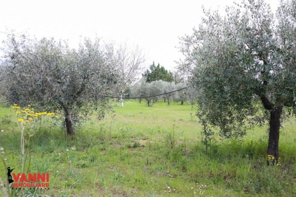 terreno agricolo in vendita a Cecina