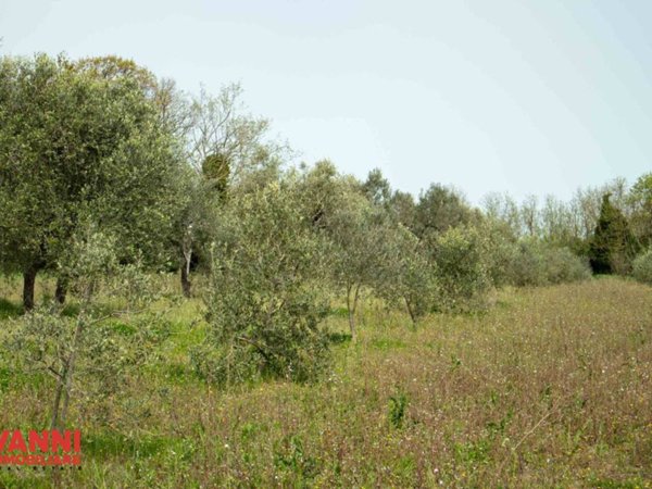 terreno agricolo in vendita a Cecina