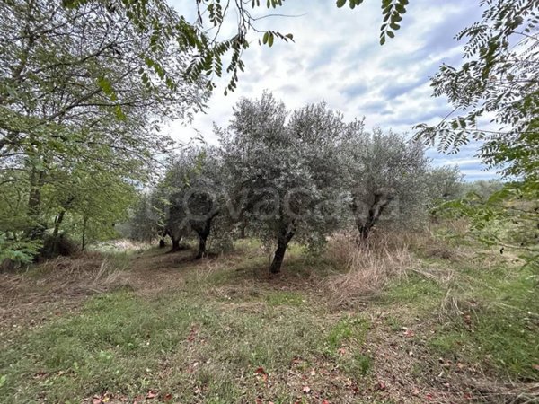 terreno agricolo in vendita a Cecina