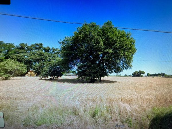 terreno agricolo in vendita a Cecina